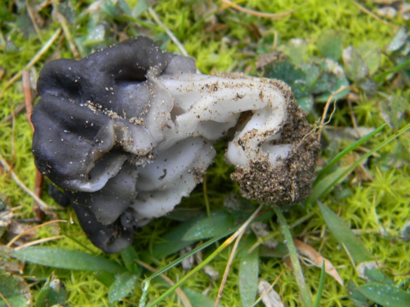 6) Fotogr. il 15.02.2013.sotto macchia Mediterranea