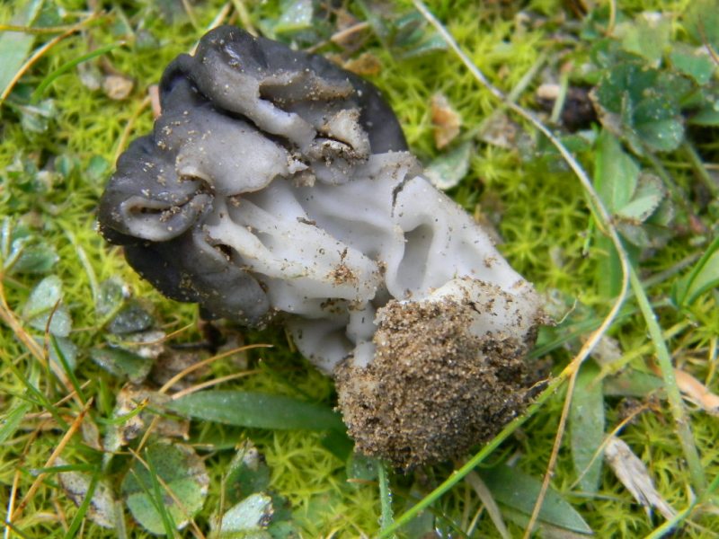 6) Fotogr. il 15.02.2013.sotto macchia Mediterranea