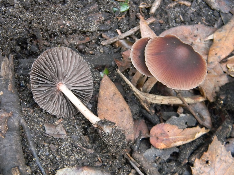 3)Fotogr.il 3.02.2017.sotto Leccio terreno sabbioso