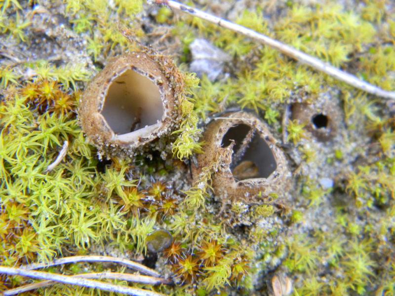 1) Fotogr. il 15.02.2013.sotto macchia Mediterranea