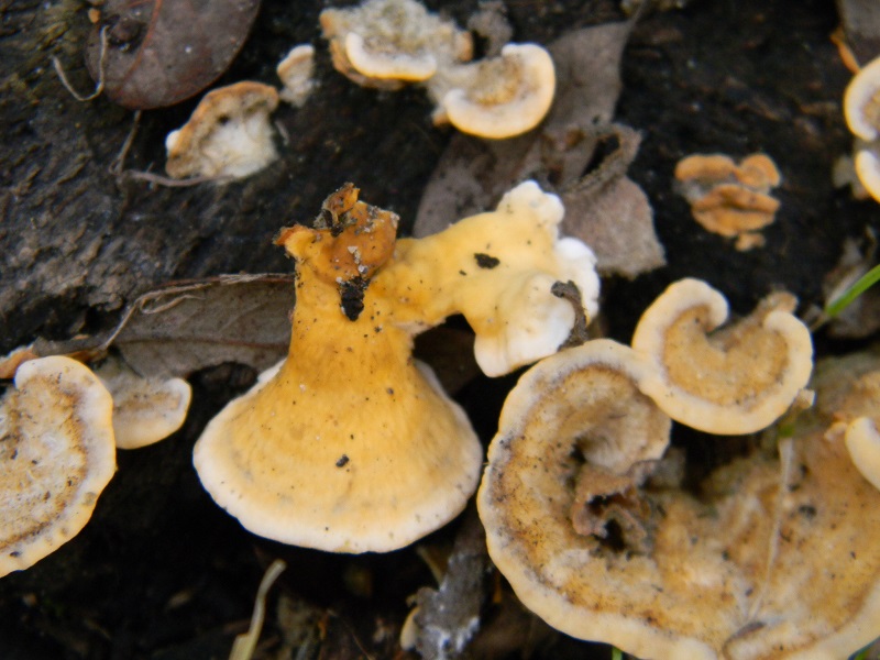 2)Fotogr.il 3.02.2017.sotto Leccio terreno sabbioso