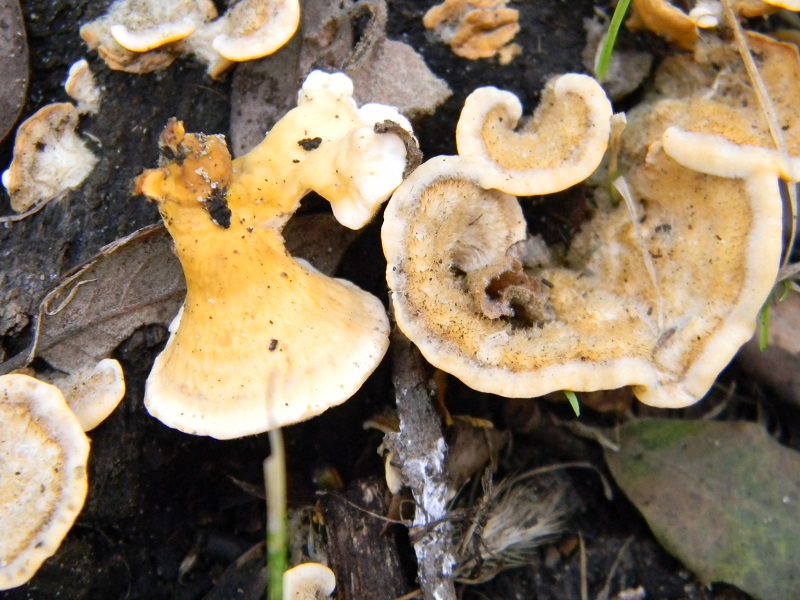 2)Fotogr.il 3.02.2017.sotto Leccio terreno sabbioso