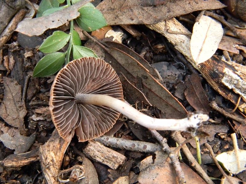 1)Fotogr.il 3.02.2017.sotto Leccio terreno sabbioso