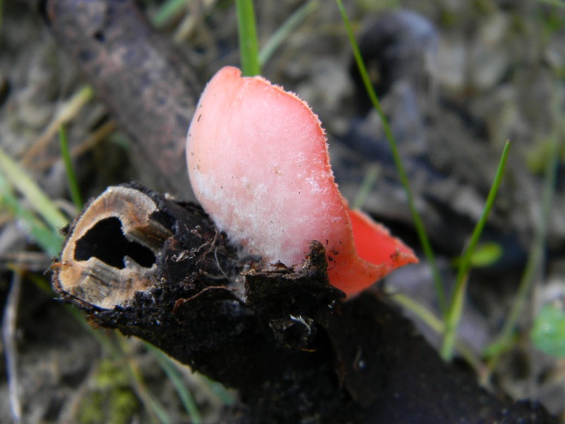 5) Fotogr. il 15.02.2013.sotto macchia Mediterranea