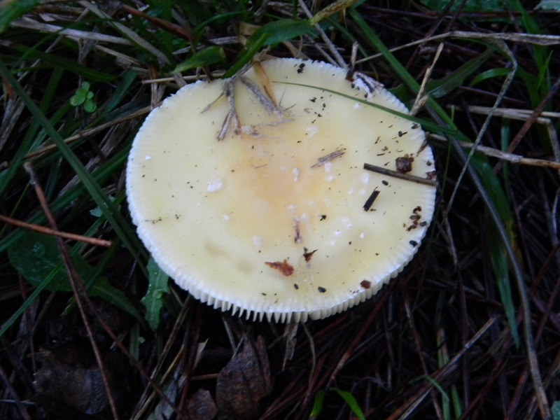 3)Fotogr.il 7.02.2017.sotto pineta marina con Leccio