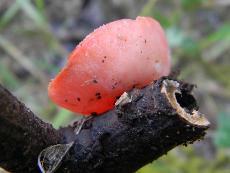 5) Fotogr. il 15.02.2013.sotto macchia Mediterranea