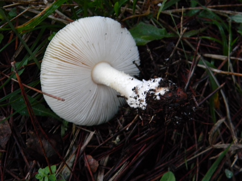 3)Fotogr.il 7.02.2017.sotto pineta marina con Leccio