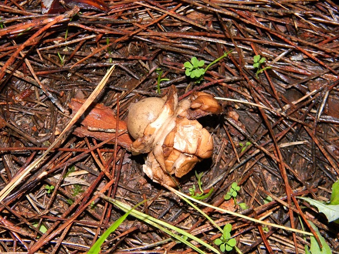 1)Fotogr.il 7.02.2017.sotto pineta marina con Leccio
