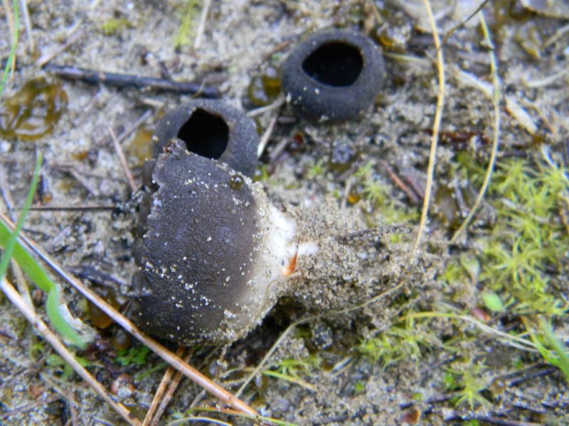 8) Fotogr. il 15.02.2013.sotto macchia Mediterranea