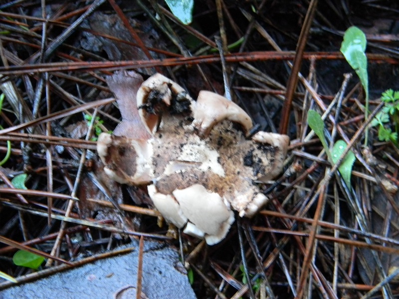 2) Fotogr.il 7.02.2017.sotto pineta marina con Leccio