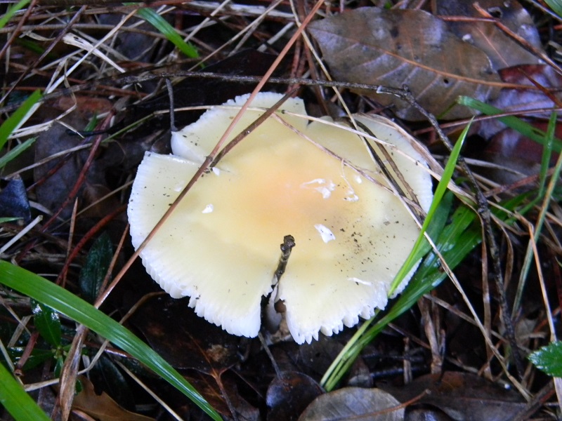 3)Fotogr.il 7.02.2017.sotto pineta marina con Leccio