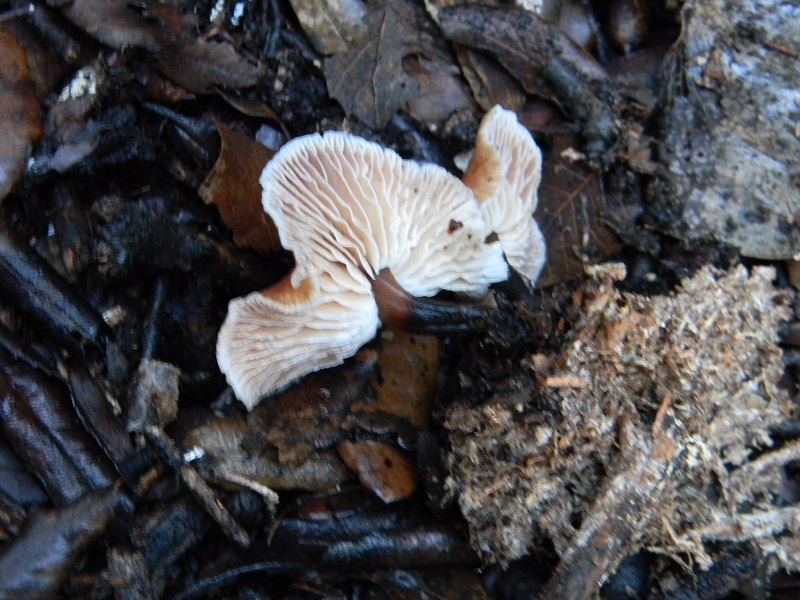 4)Fotogr.il 7.02.2017.sotto Leccio terreno sabbioso