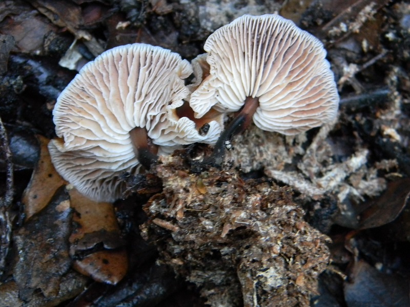 4)Fotogr.il 7.02.2017.sotto Leccio terreno sabbioso