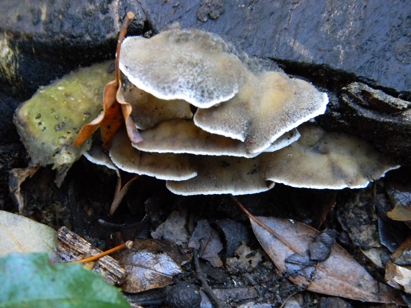 5)Fotogr.il 7.02.2017.sotto Leccio terreno sabbioso