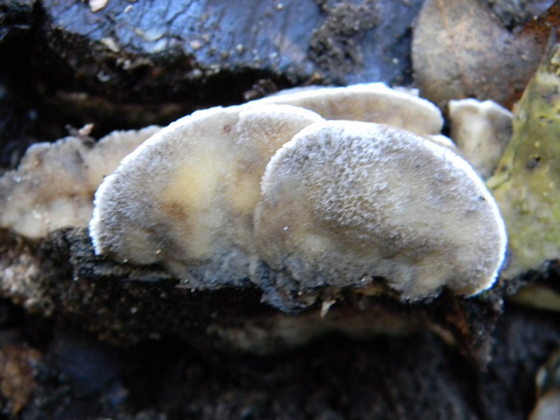 5)Fotogr.il 7.02.2017.sotto Leccio terreno sabbioso