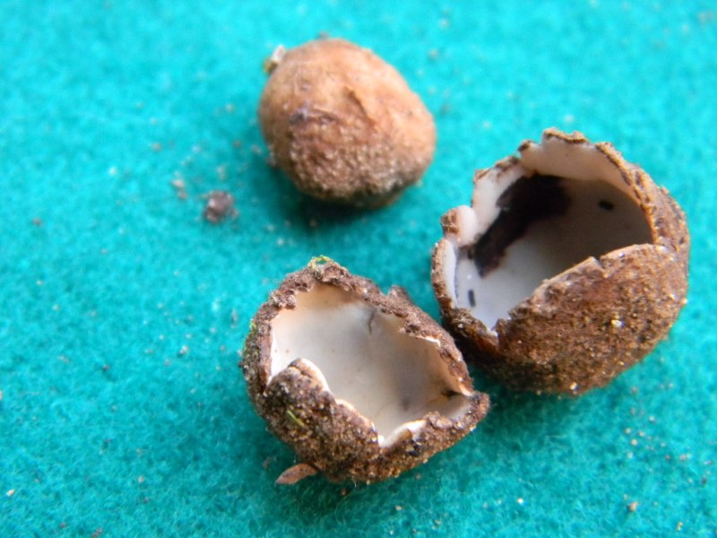 1) Fotogr. il 15.02.2013.sotto macchia Mediterranea