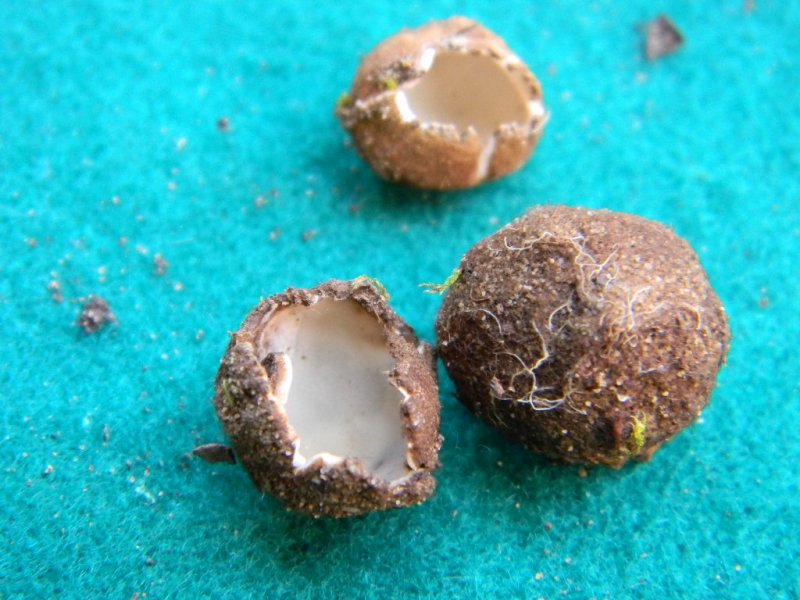 1) Fotogr. il 15.02.2013.sotto macchia Mediterranea