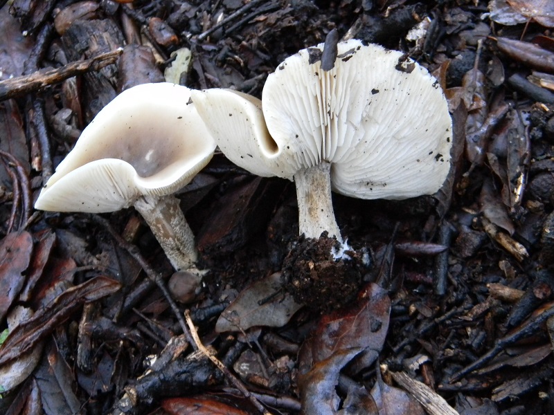 6)Fotogr.il 7.02.2017.sotto Leccio terreno sabbioso ultimo del 7.02