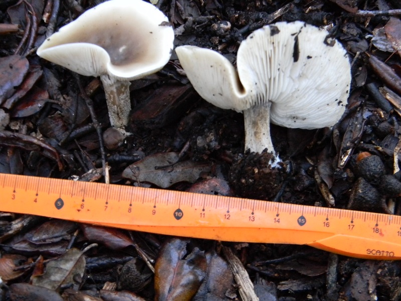 6)Fotogr.il 7.02.2017.sotto Leccio terreno sabbioso ultimo del 7.02