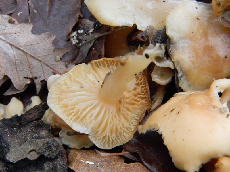 1)Fotogr.il 10.02.2017.sotto Quercia lignicolo