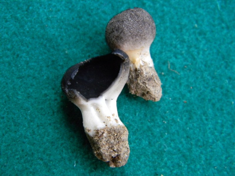 8) Fotogr. il 15.02.2013.sotto macchia Mediterranea