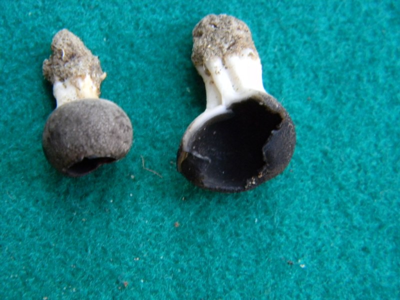 8) Fotogr. il 15.02.2013.sotto macchia Mediterranea