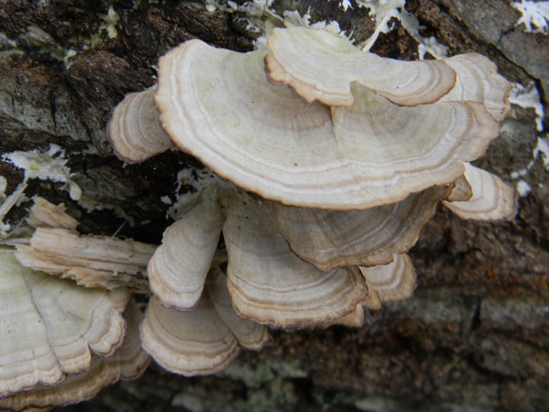 2)Fotogr.il 10.02.2017.sotto Quercia lignicolo