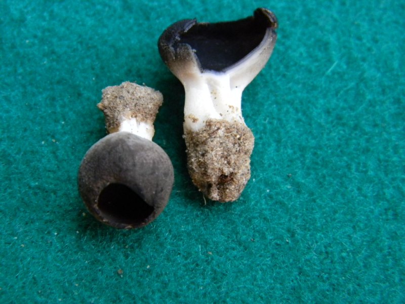 8) Fotogr. il 15.02.2013.sotto macchia Mediterranea