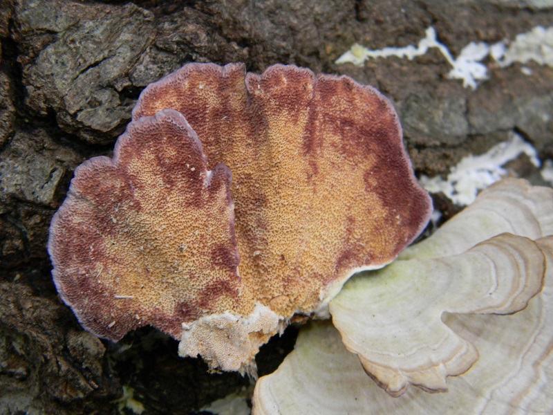 2)Fotogr.il 10.02.2017.sotto Quercia lignicolo