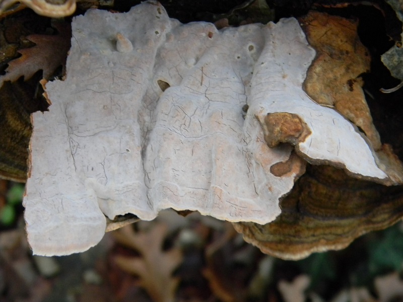 4)Fotogr.il 10.02.2017.sotto Quercia lignicolo