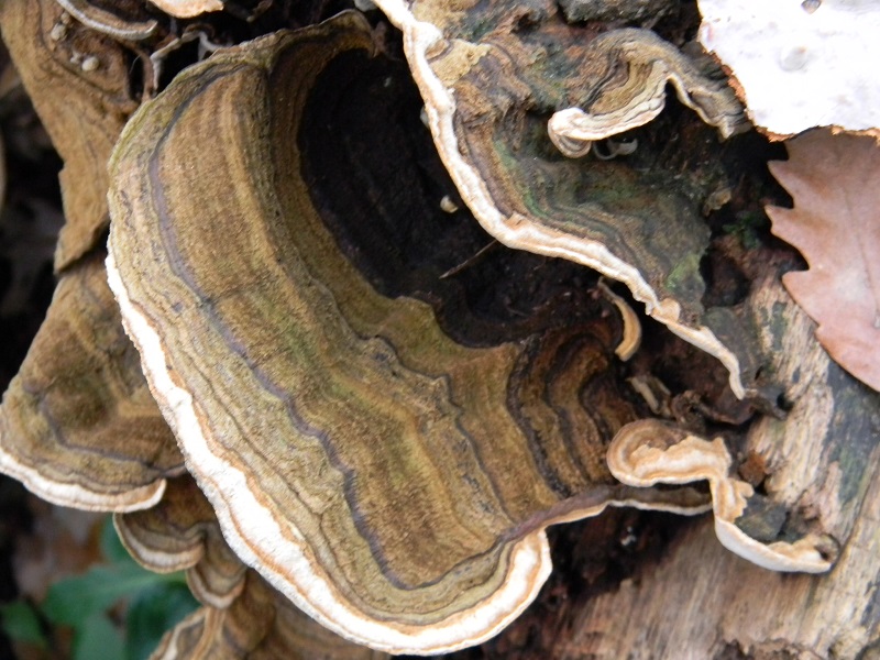 4)Fotogr.il 10.02.2017.sotto Quercia lignicolo