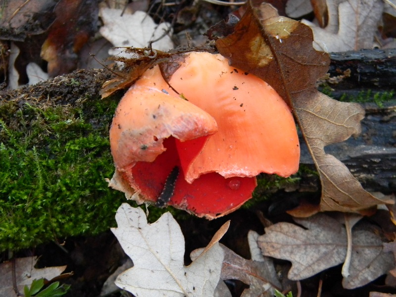 8)Fotogr.il 10.02.2017.sotto Quercia lignicolo