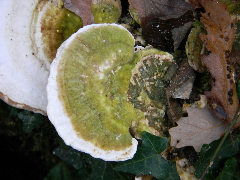 3)Fotogr.il 10.02.2017.sotto Quercia lignicolo