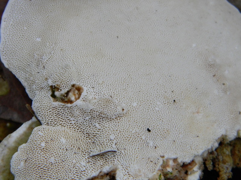 3)Fotogr.il 10.02.2017.sotto Quercia lignicolo