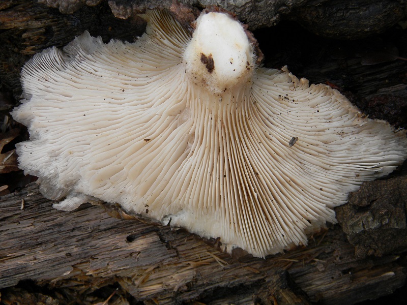 6)Fotogr.il 10.02.2017.sotto Quercia lignicolo