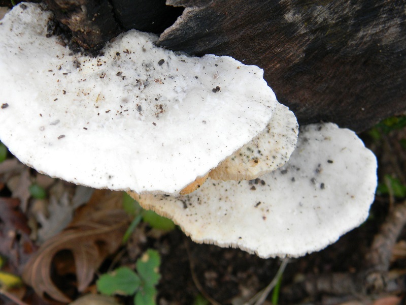 7)Fotogr.il.10.02.2017.sotto Quercia lignicolo