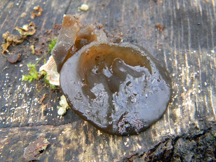 5)Fotogr.il 10.02.2017.sotto Quercia lignicolo