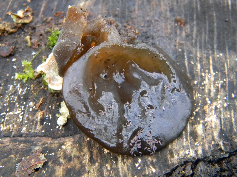 5)Fotogr.il 10.02.2017.sotto Quercia lignicolo