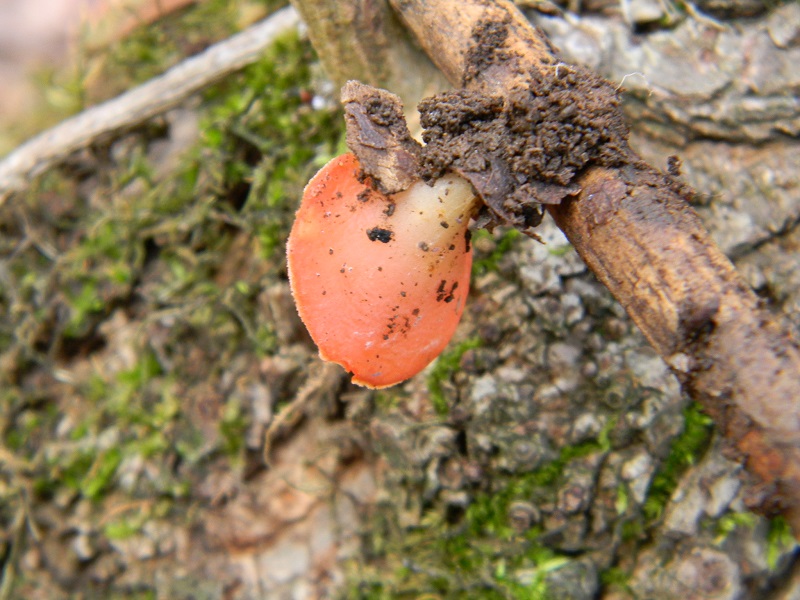 8)Fotogr.il 10.02.2017.sotto Quercia lignicolo