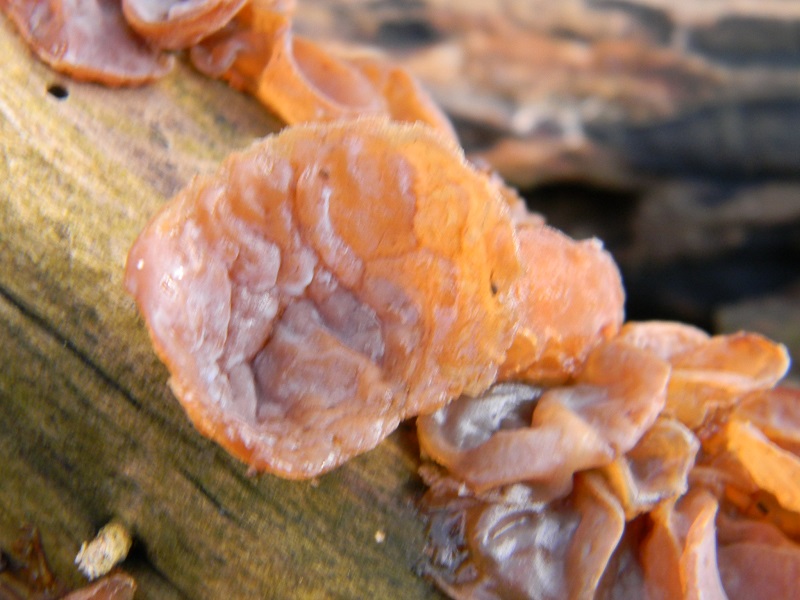 9)Fotogr.il 10.02.2017.sotto Quercia lignicolo