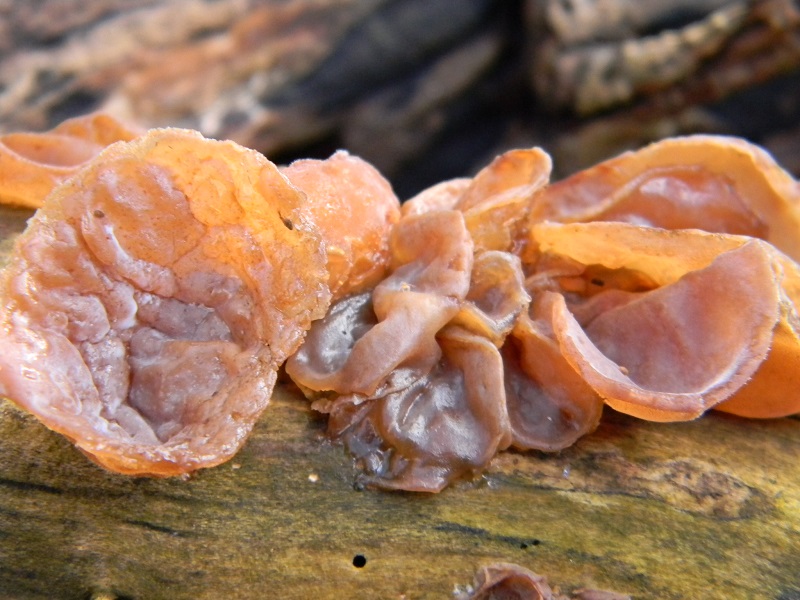 9)Fotogr.il 10.02.2017.sotto Quercia lignicolo