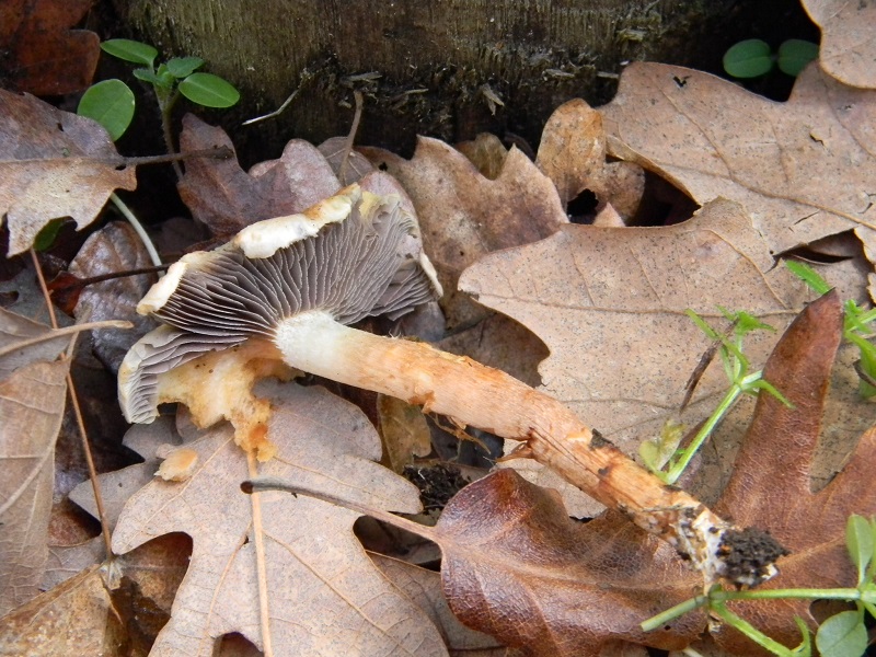 10)Fotogr.il 10.02.2017.sotto Quercia ultimo del 10.02.