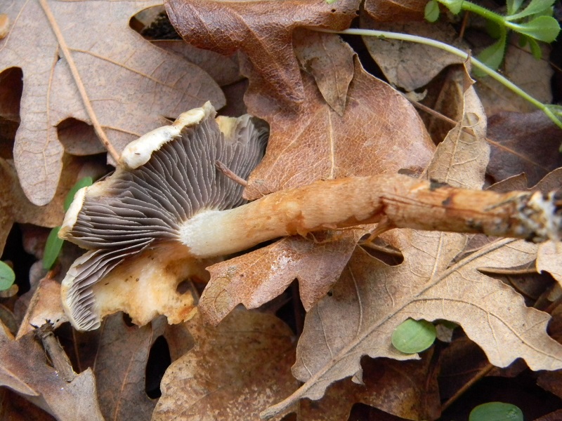 10)Fotogr.il 10.02.2017.sotto Quercia ultimo del 10.02.