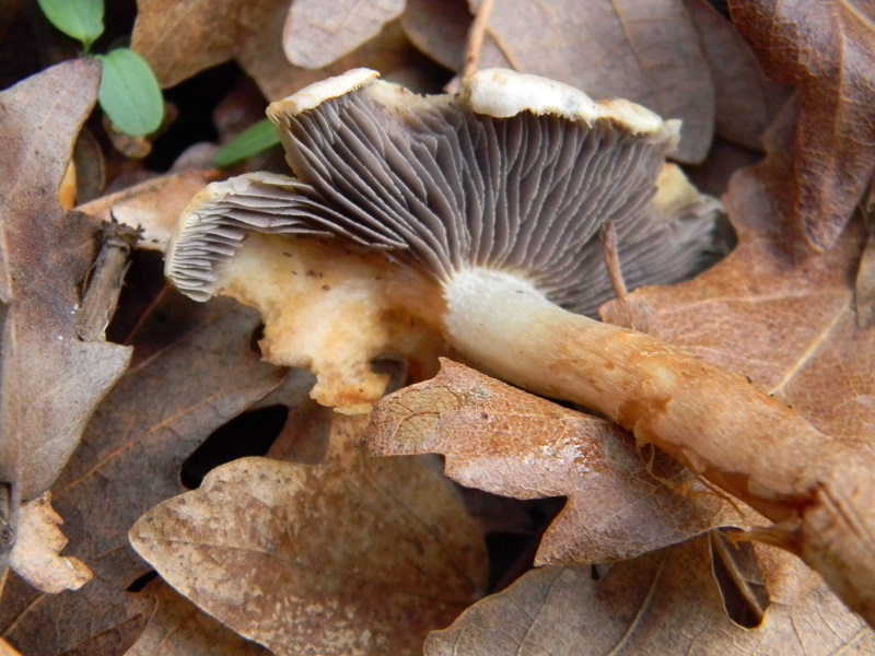 10)Fotogr.il 10.02.2017.sotto Quercia ultimo del 10.02.