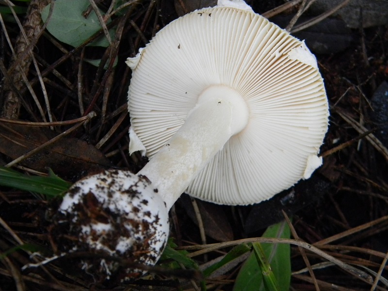 ..Fotogr.11.02.2017.sotto pineta marina con Leccio. Unico ritrovamento del.11.02