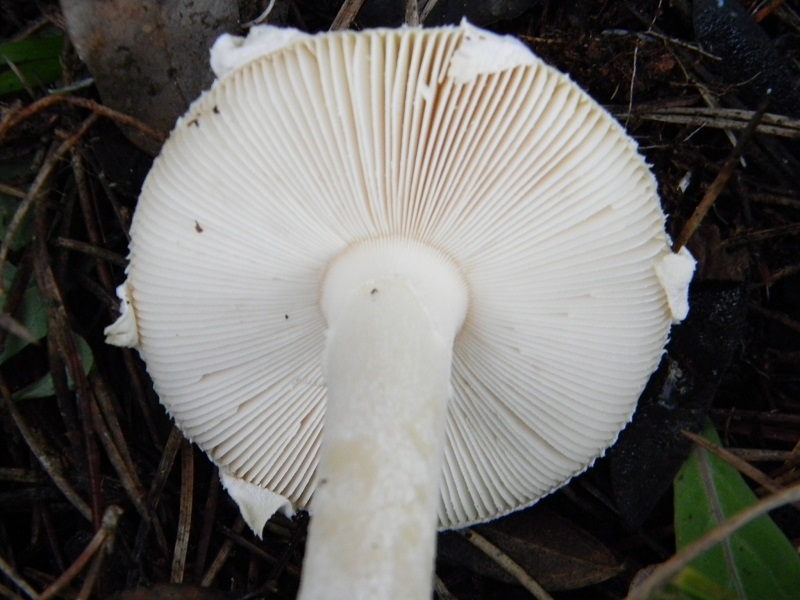 ..Fotogr.11.02.2017.sotto pineta marina con Leccio. Unico ritrovamento del.11.02