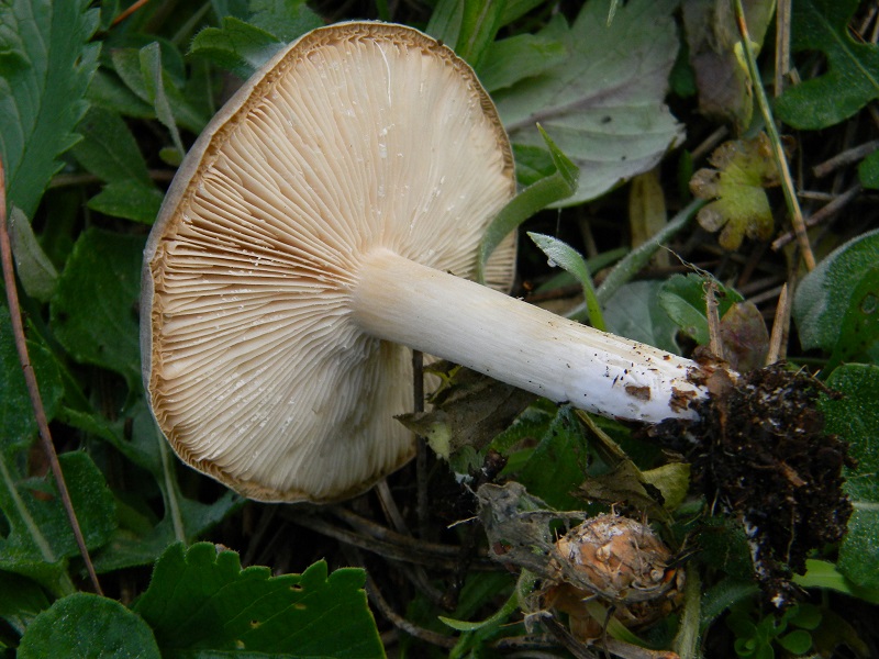 1)Fotogr.il 17.02.2017.sotto pineta marina con Leccio