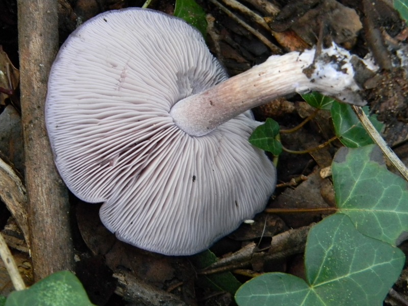 2)Fotogr.il 17.02.2017.sotto Leccio terreno sabbioso