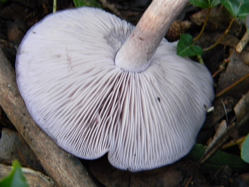 2)Fotogr.il 17.02.2017.sotto Leccio terreno sabbioso