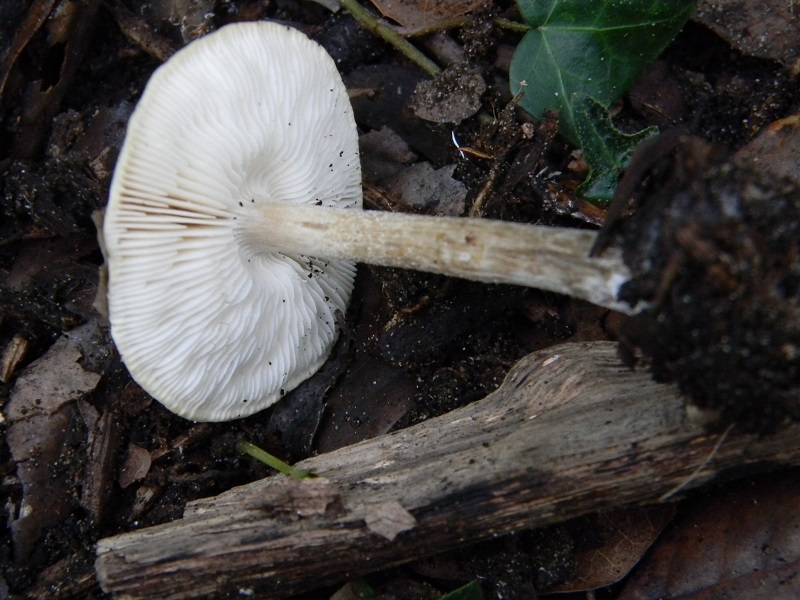 3)Fotogr.il 17.02.2017.sotto Leccio terreo sabbioso ult.ritr.del.17.02.